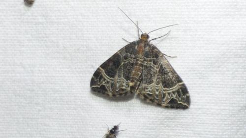 Réf. 347 256 : Ecliptopera silaceata